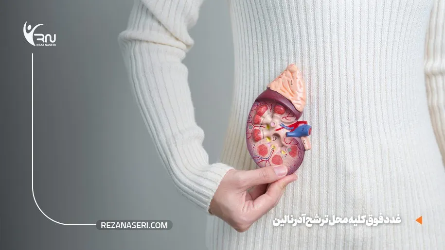 آدرنالین از کجا ترشح میشود